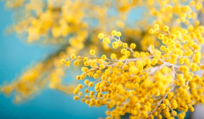 Hoa Mimosa đẹp huyền bí và những ý nghĩa sâu xa phía sau 1238318449