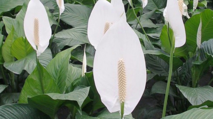 Tìm hiểu về ý nghĩa và công dụng của hoa lan ý trong đời sống 2098016419