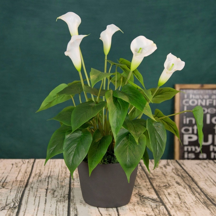 Tìm hiểu về ý nghĩa và công dụng của hoa lan ý trong đời sống 2098016419