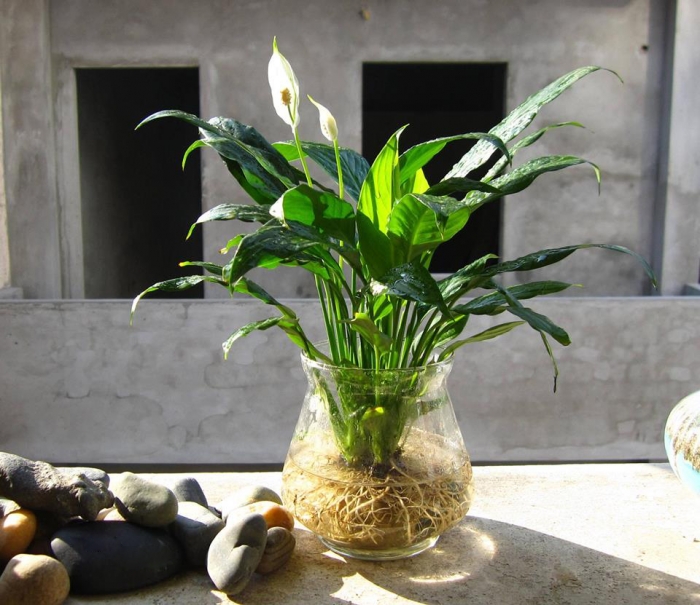 Tìm hiểu về ý nghĩa và công dụng của hoa lan ý trong đời sống 2098016419