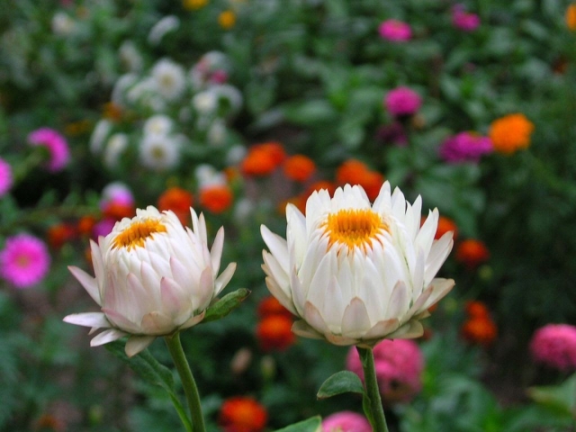 Ý nghĩa đặc biệt của hoa bất tử? Tìm hiểu về hoa bất tử 118551549