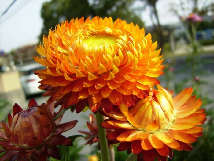 Ý nghĩa đặc biệt của hoa bất tử? Tìm hiểu về hoa bất tử 118551549