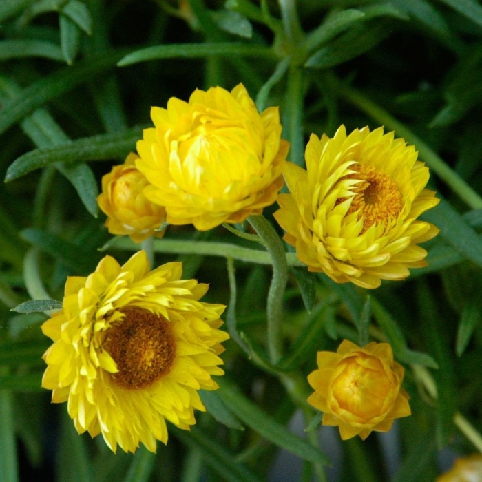 Ý nghĩa đặc biệt của hoa bất tử? Tìm hiểu về hoa bất tử 118551549