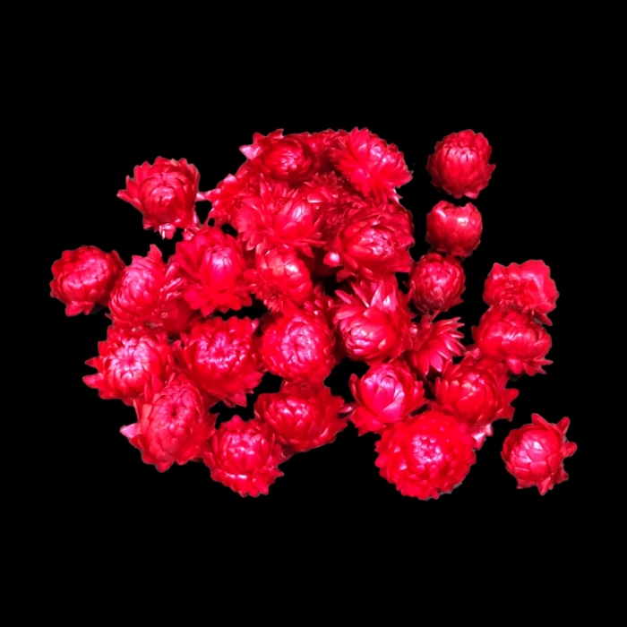 Ý nghĩa đặc biệt của hoa bất tử? Tìm hiểu về hoa bất tử 118551549