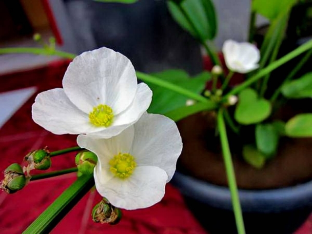 Hoa bách thủy tiên và ý nghĩa thú vị nhất định phải đọc 744041456