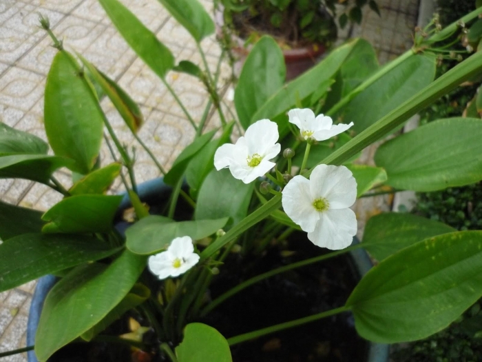 Hoa bách thủy tiên và ý nghĩa thú vị nhất định phải đọc 1852142061