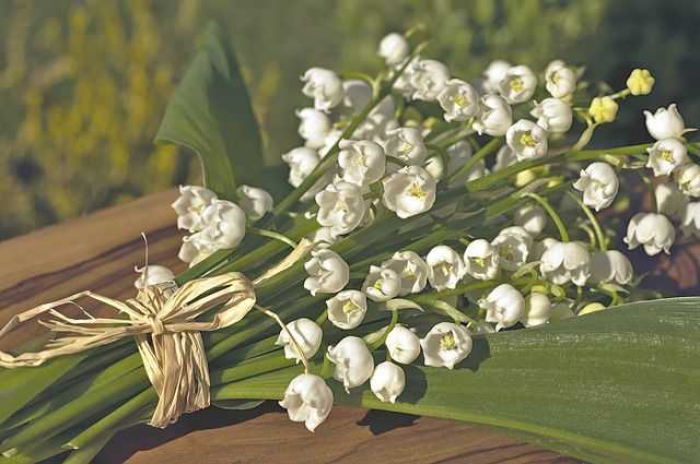 Hoa sinh nhật tháng 5 đẹp và ý nghĩa của tháng 5 2008785606