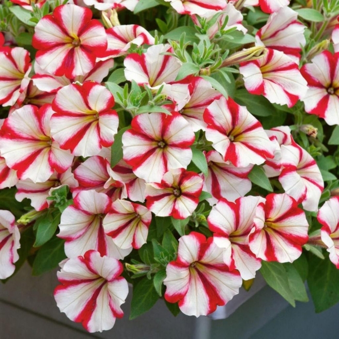 Hoa dạ yến thảo - Vẻ đẹp muôn sắc muôn màu 1994017916