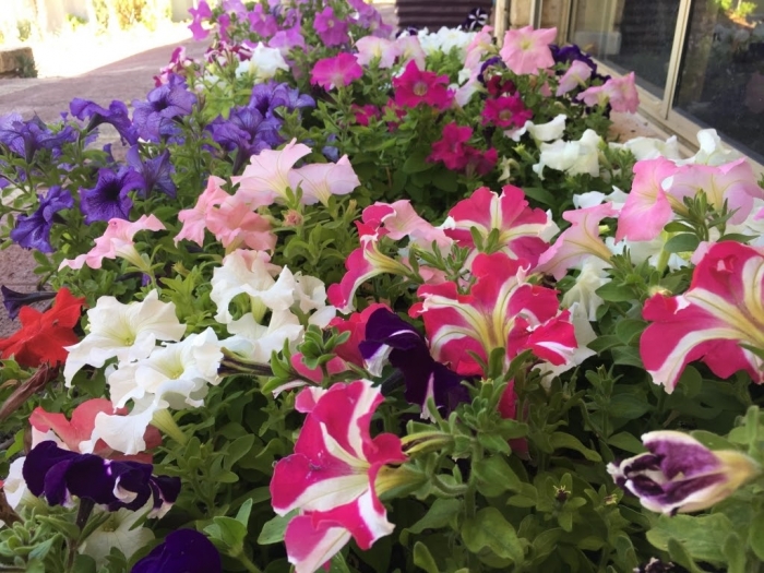 Hoa dạ yến thảo - Vẻ đẹp muôn sắc muôn màu 1994017916