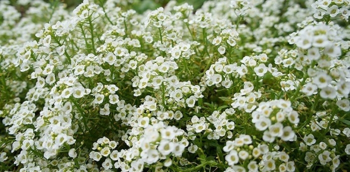 Những điều cần biết về cây hoa ngàn sao 911998522