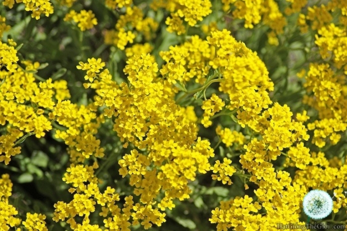 Những điều cần biết về cây hoa ngàn sao 911998522