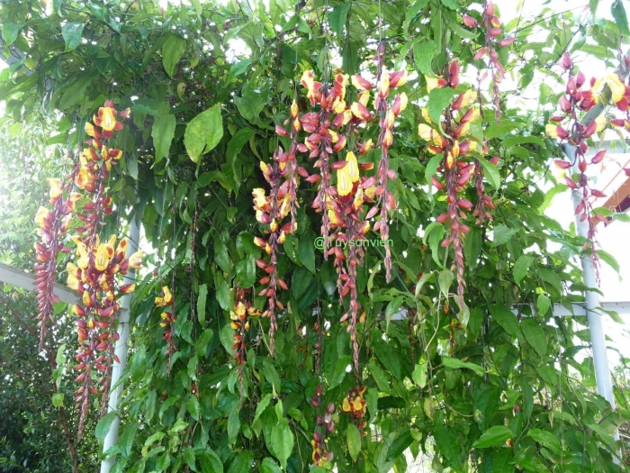 Hoa móng cọp - Loài cây độc đáo với nhiều ý nghĩa  923515223