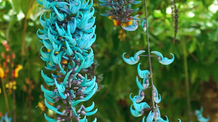 Hoa móng cọp - Loài cây độc đáo với nhiều ý nghĩa  923515223