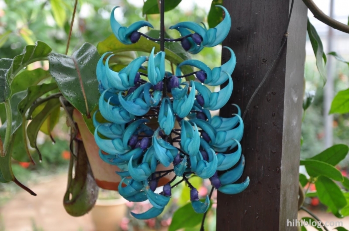 Hoa móng cọp - Loài cây độc đáo với nhiều ý nghĩa  923515223