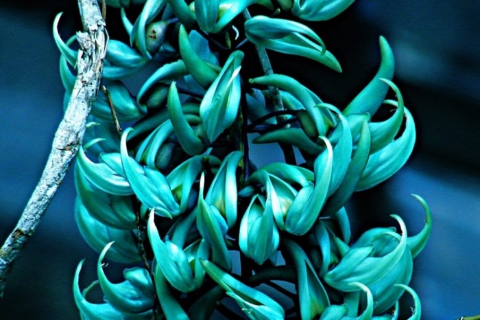 Hoa móng cọp - Loài cây độc đáo với nhiều ý nghĩa  923515223