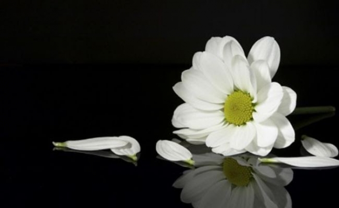 Tổng hợp 95+ ảnh hoa cúc trắng buồn mới nhất - thtantai2.edu.vn