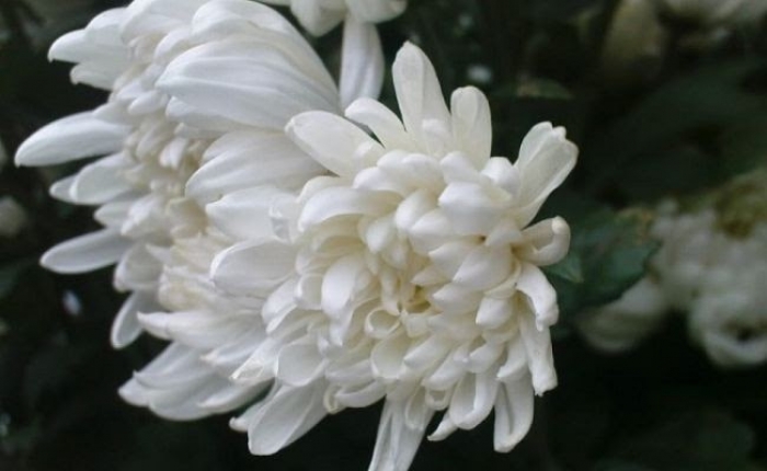 99 Hình ảnh hoa cúc trắng buồn đám tang đẹp nhất và ý nghĩa hoa cúc trắng   Top 10 Shop Hoa