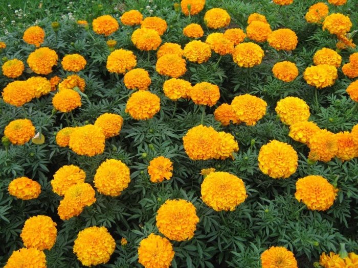 Cúc vạn thọ - Khám phá loài hoa mang nhiều biểu trưng 1133804008