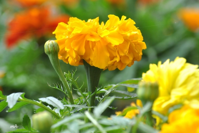 Cúc vạn thọ - Khám phá loài hoa mang nhiều biểu trưng 1133804008