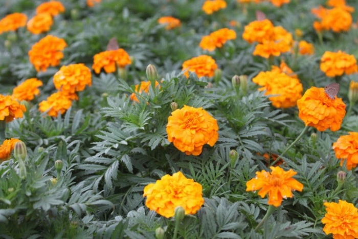 Cúc vạn thọ - Khám phá loài hoa mang nhiều biểu trưng 1133804008