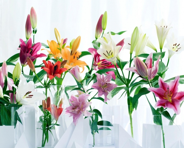 Hoa Lily có đặc điểm gì? Tìm hiểu ý nghĩa, công dụng của loài hoa này 152002263