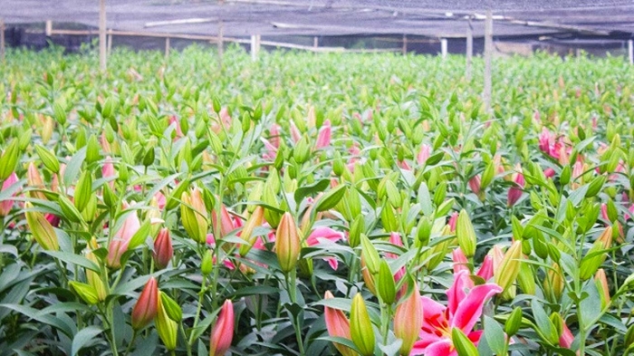 Hoa Lily có đặc điểm gì? Tìm hiểu ý nghĩa, công dụng của loài hoa này 152002263