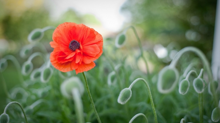 Hoa anh túc - Loài hoa xinh đẹp mang hiệu quả chữa bệnh cao 210621568