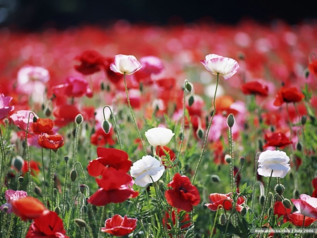 Hoa anh túc - Loài hoa xinh đẹp mang hiệu quả chữa bệnh cao
