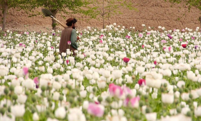 Hoa anh túc - Loài hoa xinh đẹp mang hiệu quả chữa bệnh cao 210621568