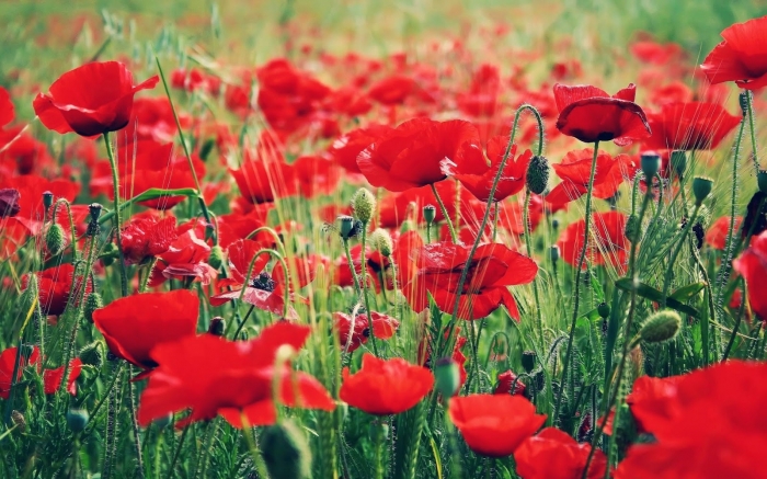 Hoa anh túc - Loài hoa xinh đẹp mang hiệu quả chữa bệnh cao 210621568