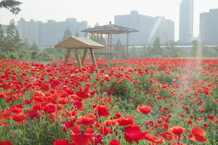 Hoa anh túc - Loài hoa xinh đẹp mang hiệu quả chữa bệnh cao 210621568