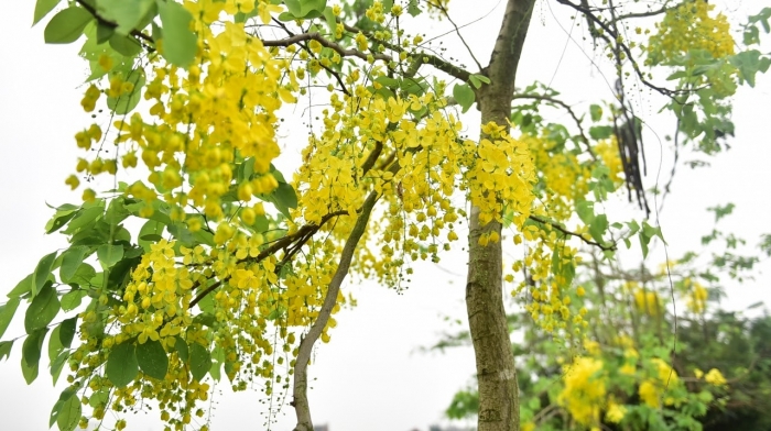 Hoa bọ cạp vàng nở vàng rực những con đường 1518045765