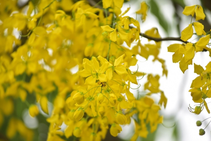 Hoa bọ cạp vàng nở vàng rực những con đường 1518045765