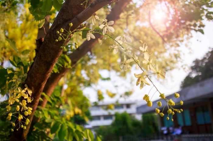 Hoa bọ cạp vàng nở vàng rực những con đường 1518045765