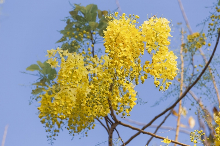 Hoa bọ cạp vàng nở vàng rực những con đường 1518045765