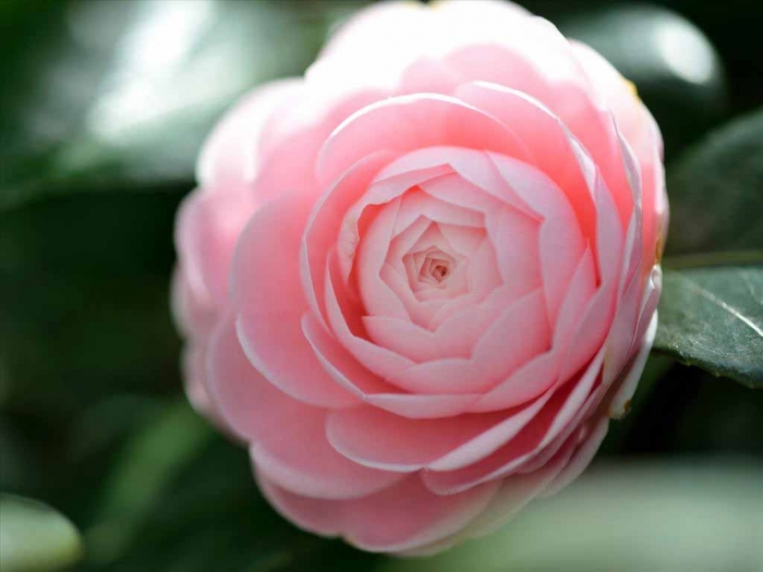 Hoa sơn trà - Loài hoa sở hữu nhiều công dụng lý tưởng trong cuộc sống 1498840259