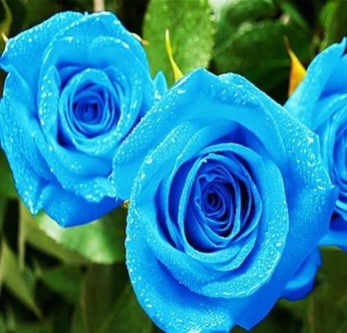 Bó hoa hồng xanh là biểu tượng của sự tươi mới và tinh khiết. Nếu bạn thích sự khác biệt và muốn khắc phục những cảm giác u ám, hãy đến với hình ảnh bó hoa hồng xanh để cảm nhận được sự tràn đầy năng lượng của nó.