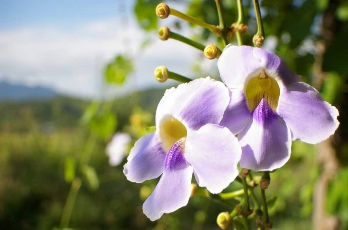 Hoa cát đằng - Biểu tượng của một tình yêu đẹp nhưng đầy trắc trở 1243978027