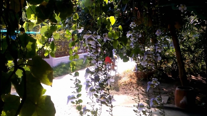 Hoa cát đằng - Biểu tượng của một tình yêu đẹp nhưng đầy trắc trở 1243978027