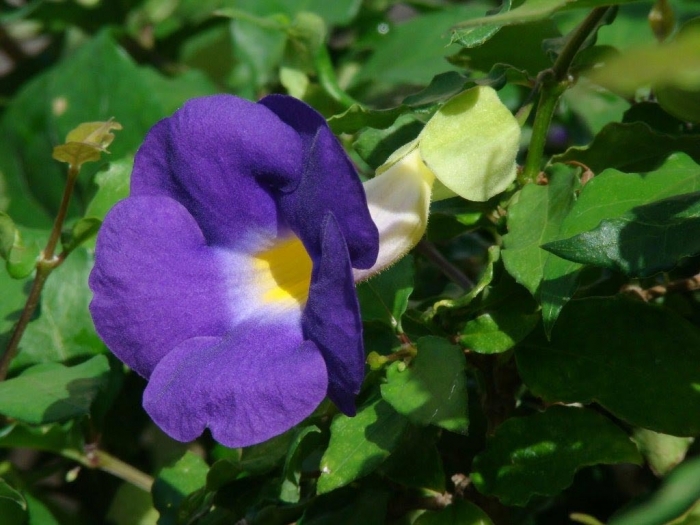 Hoa cát đằng - Biểu tượng của một tình yêu đẹp nhưng đầy trắc trở 1243978027