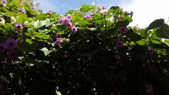 Hoa cát đằng - Biểu tượng của một tình yêu đẹp nhưng đầy trắc trở 1243978027