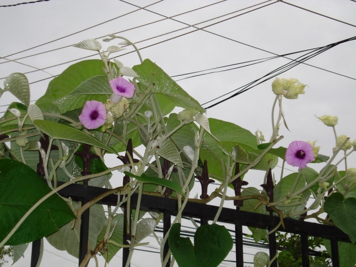 Hoa cát đằng - Biểu tượng của một tình yêu đẹp nhưng đầy trắc trở 1243978027