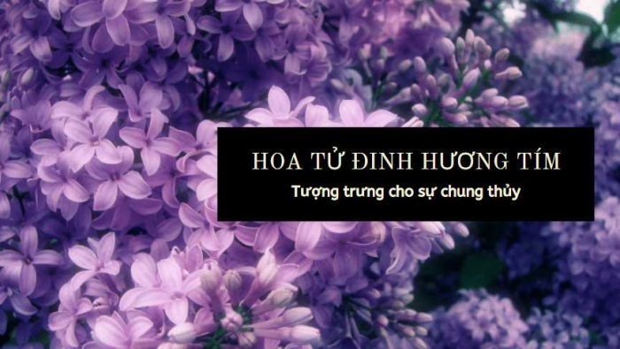 Hình ảnh ý nghĩa hoa tử đinh hương cho tình yêu đẹp