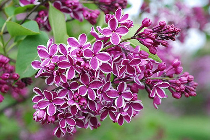 Hoa tử đinh hương: Xuất xứ và đặc điểm loài hoa độc đáo 1375509926