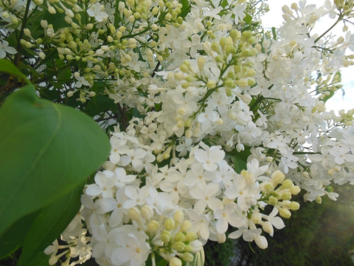 Hoa tử đinh hương: Xuất xứ và đặc điểm loài hoa độc đáo 1375509926