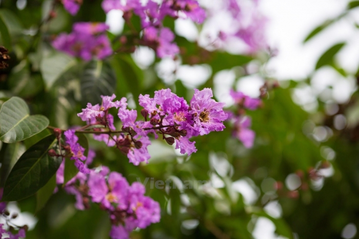 Tìm hiểu về đặc điểm, ý nghĩa của hoa bằng lăng 2000915194