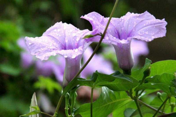 Hoa sinh nhật tháng 9 & đặc điểm của người sinh tháng 9 1955633834