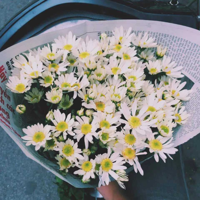 Hoa sinh nhật tháng 12 đẹp và ý nghĩa nhất 1671492301