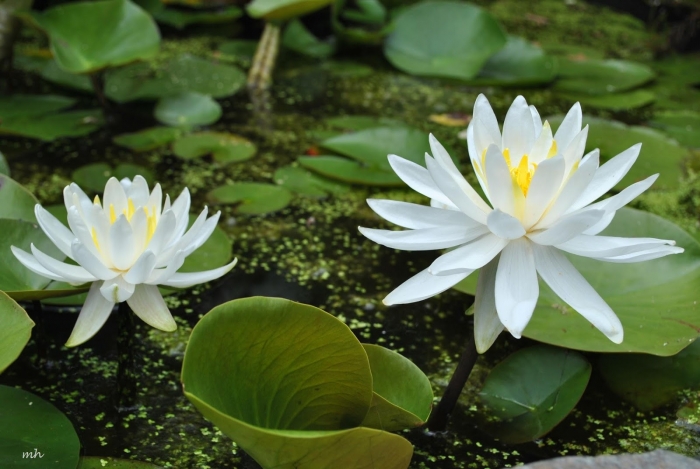 Nguồn gốc và ý nghĩa tuyệt vời của hoa súng 480572922