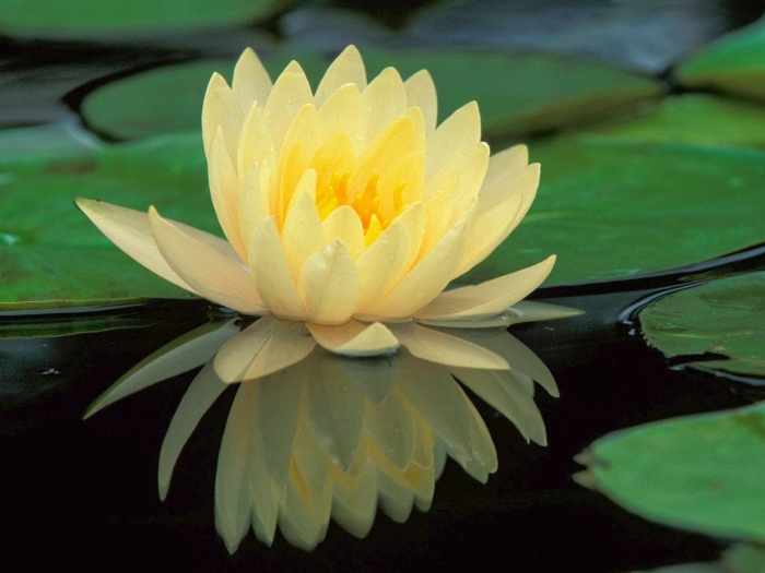 Nguồn gốc và ý nghĩa tuyệt vời của hoa súng 480572922